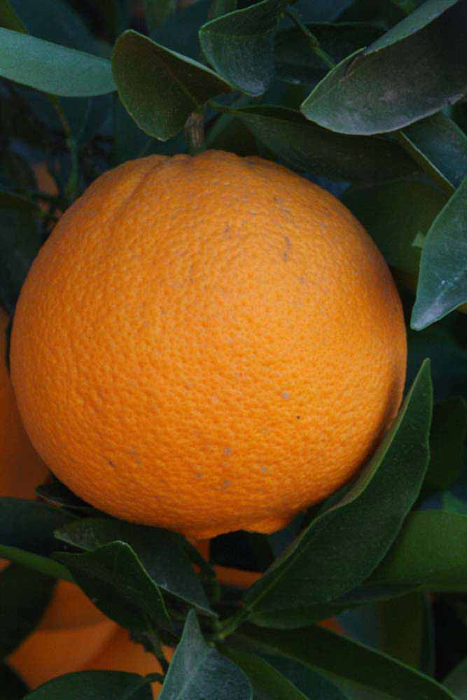            Fruit (Riverside, CA)   